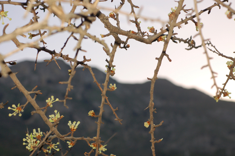 5 Le colline di Taormina:Aphyllophorales e molto altro